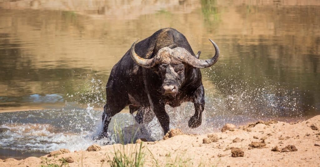 L'animale più spaventoso del mondo: Cape Buffalo