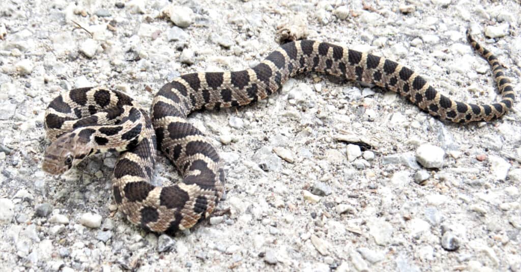 Serpente volpe orientale giovanile