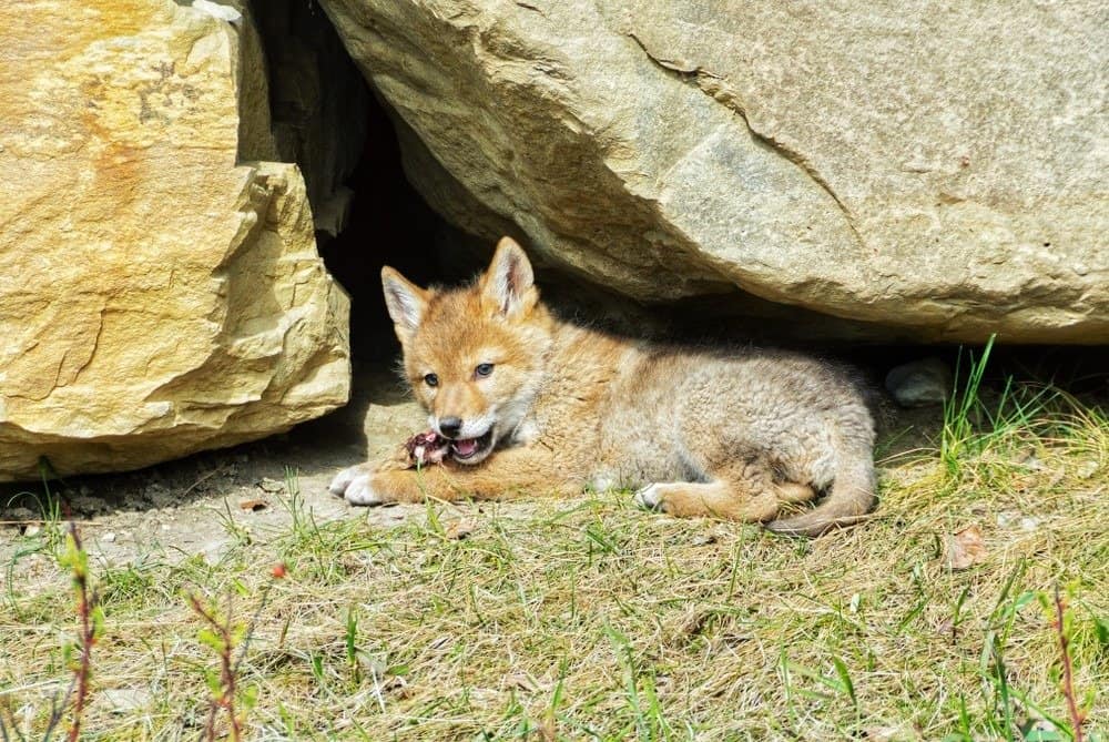 Cucciolo di coyote che mangia una preda, Calgary, Alberta, Canada.