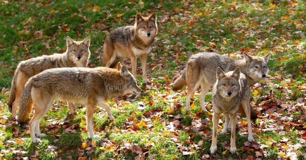 Fai la caccia ai coyote in branco