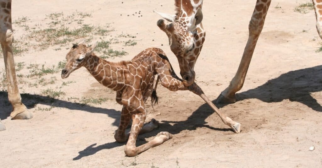 baby giraffa - imparare a camminare