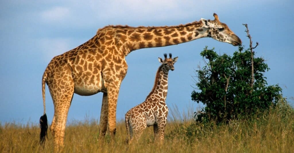   baby giraffa - baby giraffa e nella savana