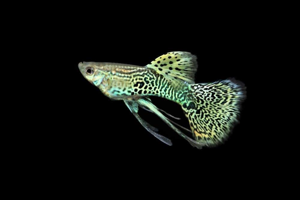 Il bellissimo guppy giallo del nastro della cobra reale su sfondo nero isolato.