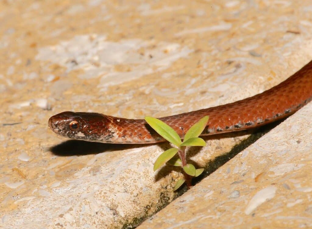 Serpente dal ventre rosso della Florida