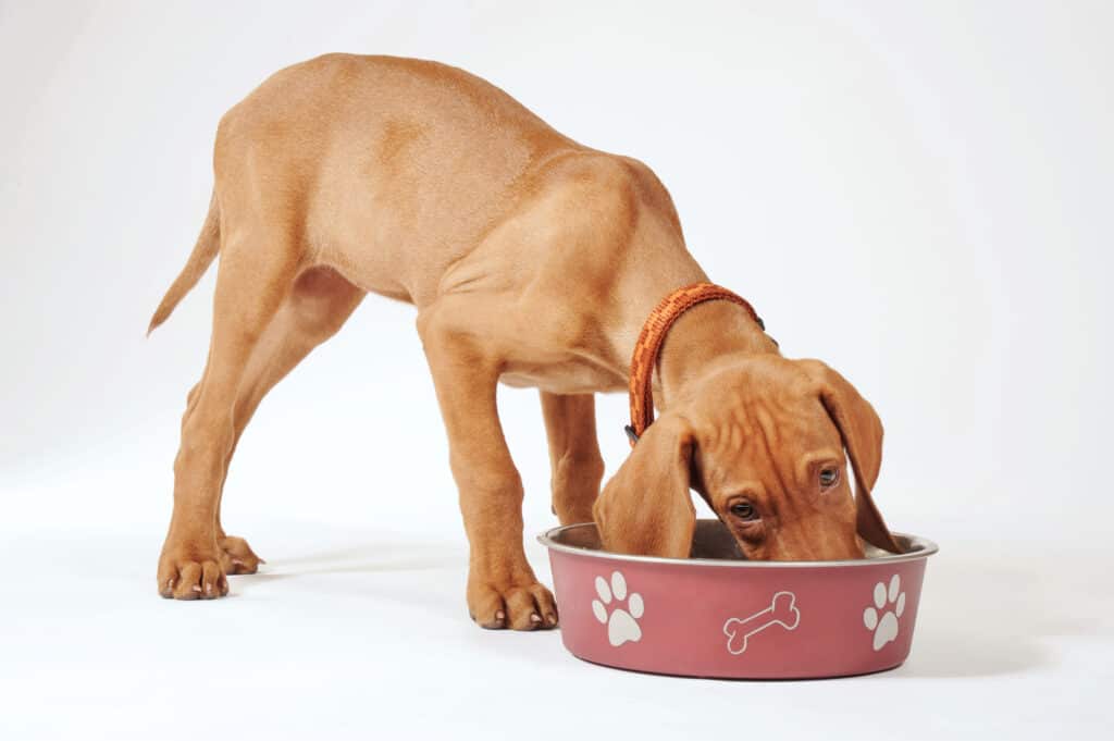 Cucciolo di Vizla che mangia dalla ciotola rossa su fondo bianco