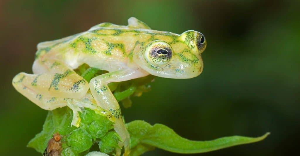 L'animale più bello: la rana di vetro di Fleischmann