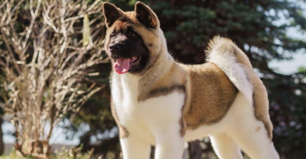 Akita americano fuori con la lingua fuori