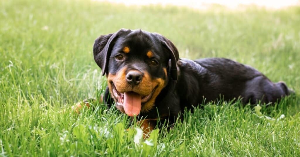 Cucciolo di Rottweiler che risiede fuori nell'erba