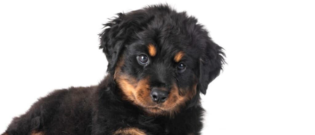 rottweiler dai capelli lunghi isolato