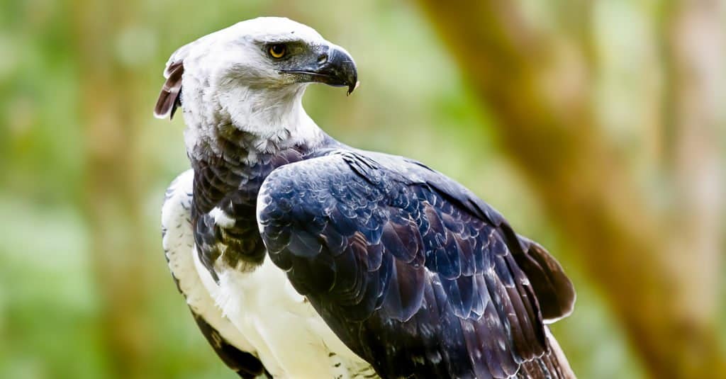I più grandi uccelli rapaci - Aquila arpia