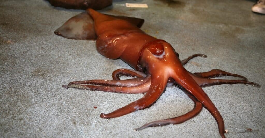 Calamaro gigante di Humboldt su una barca da pesca.