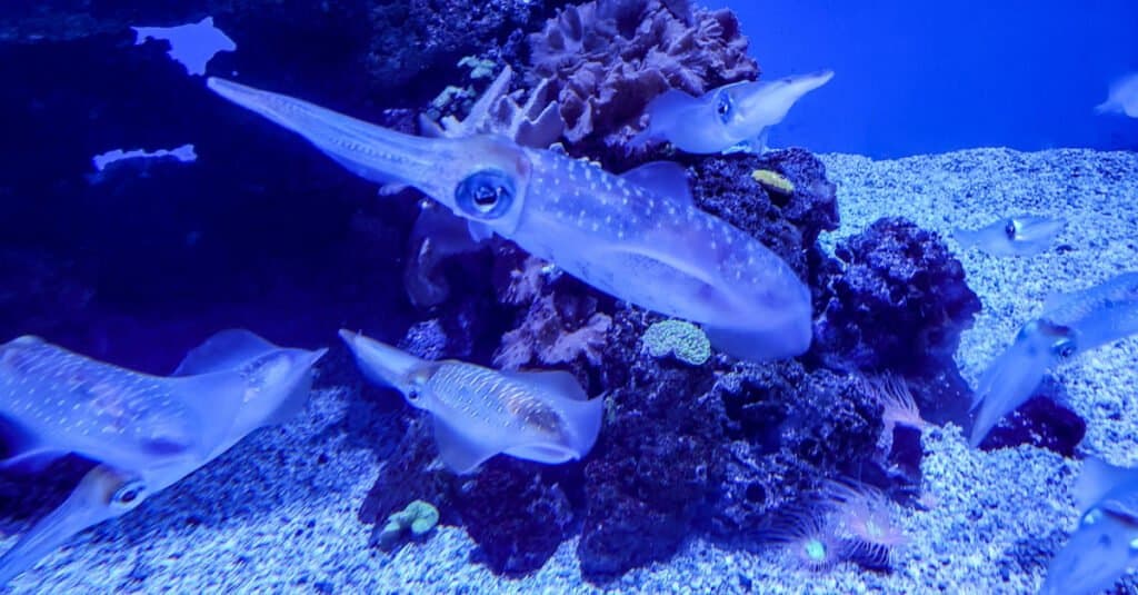 seppie contro calamari