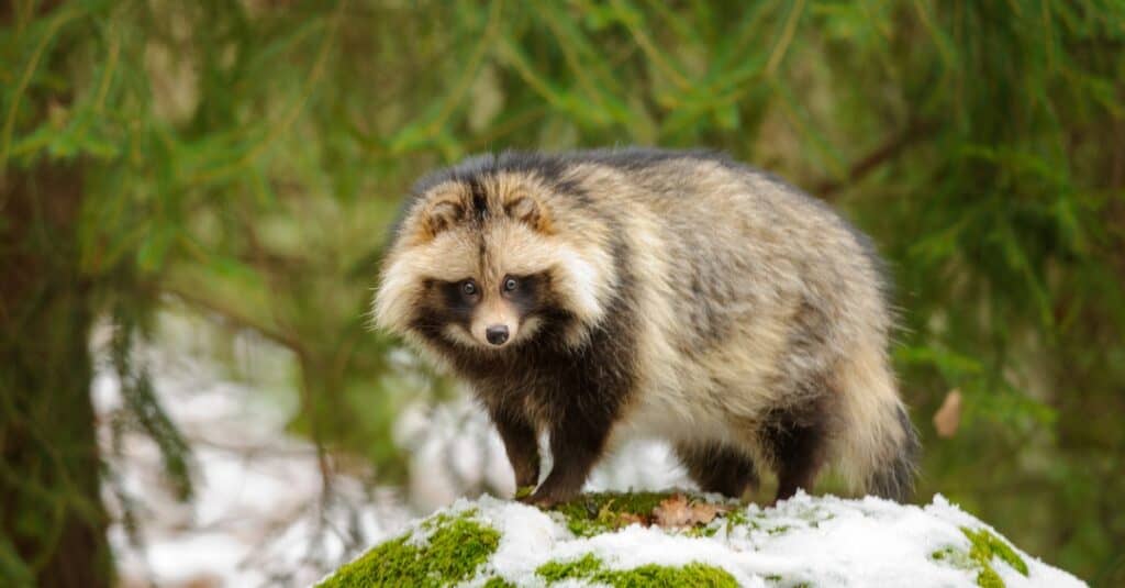 cane procione sulla collina nevosa