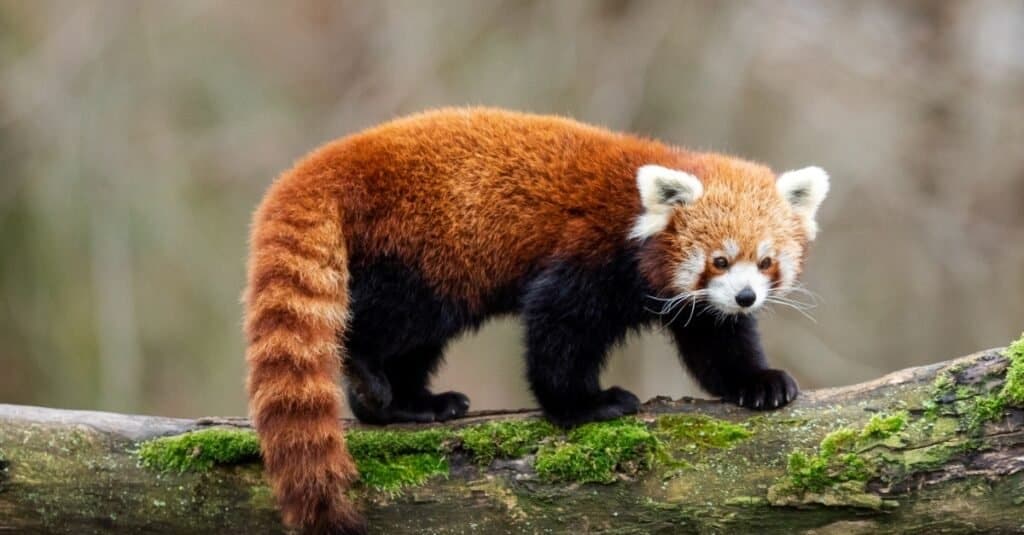 panda rosso contro procione