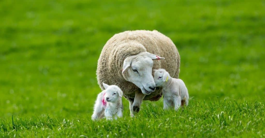 Texel Cross Ewe, una pecora femmina con i suoi agnelli appena nati