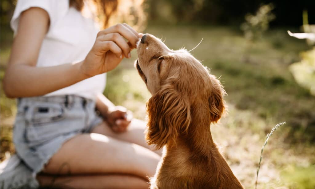 Dolcetti per cani diabetici