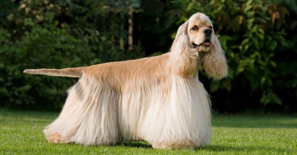 Ritratto di bel Cocker Spaniel americano