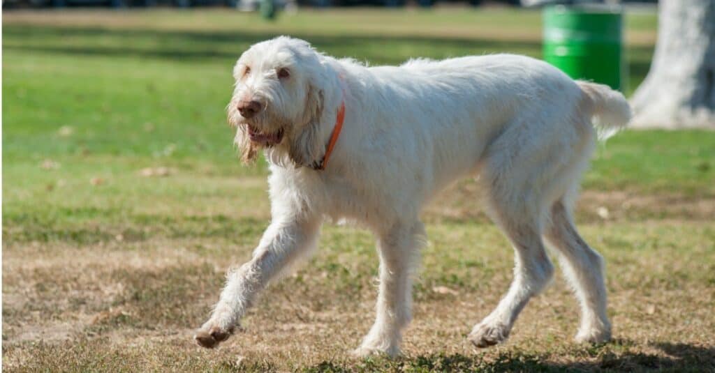 Grande Spinone italiano che cammina attraverso un parco per cani.