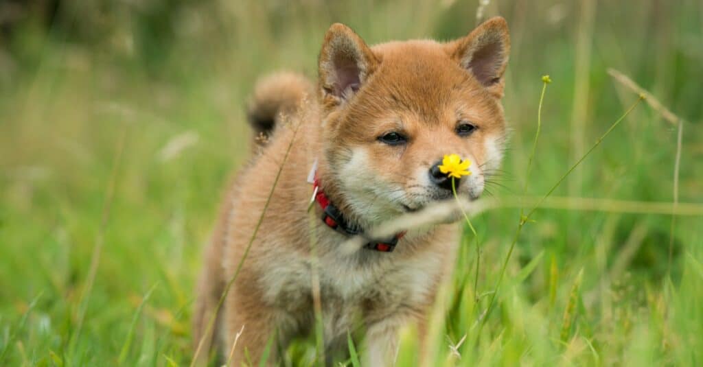 Cucciolo di Shiba Inu che sente l'odore di un fiore
