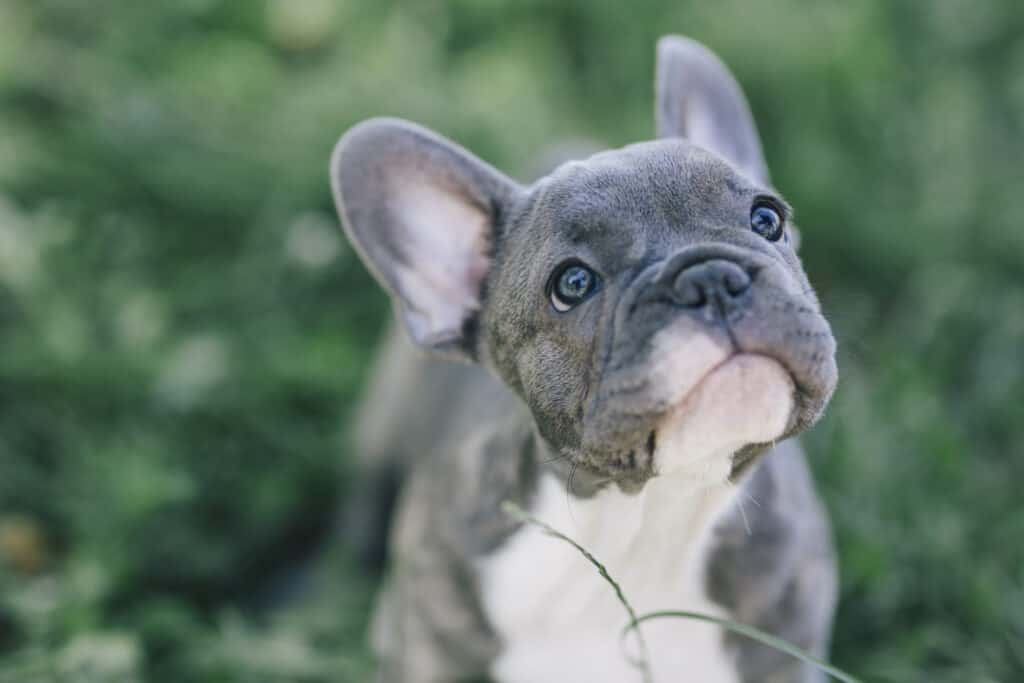 bulldog francese