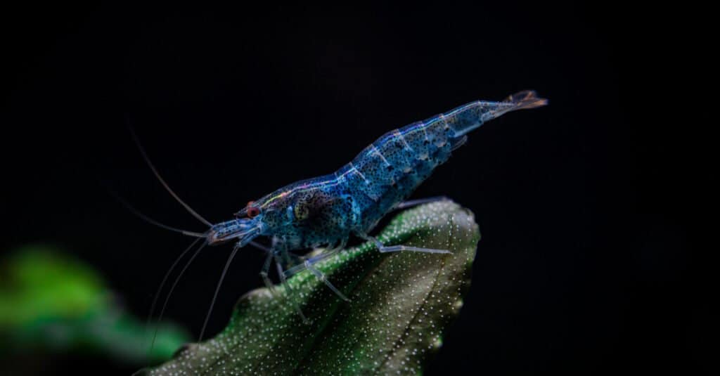 Pesce Azzurro - Gambero Blu