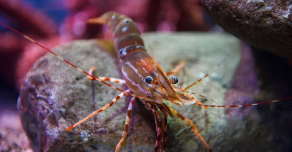 Il più grande gambero - California Spot Prawn