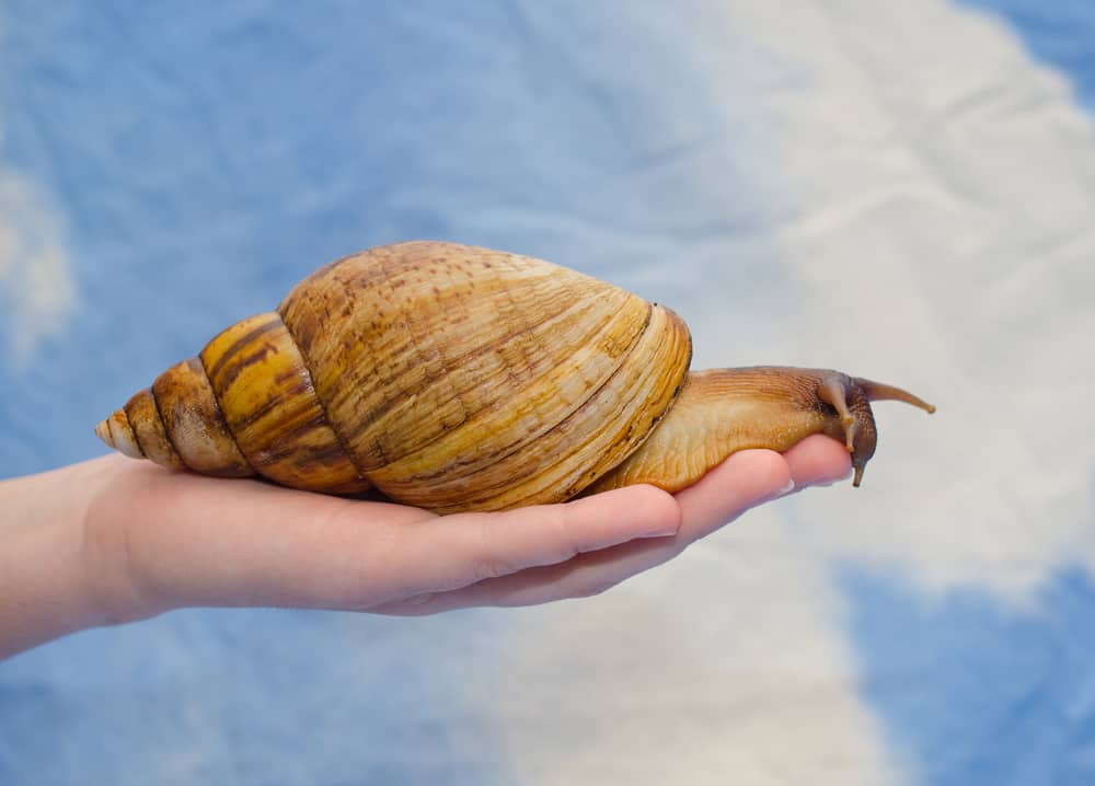 lumaca gigante