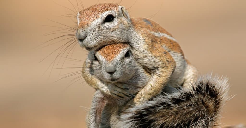 Animali più felici_ Scoiattolo