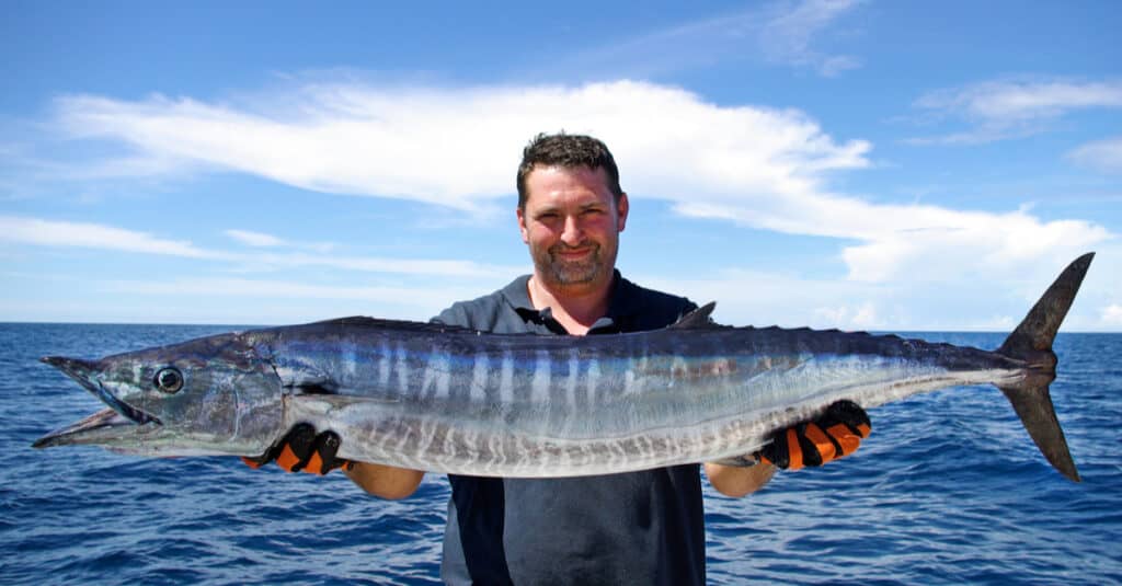 Un pescatore che tiene un pesce wahoo