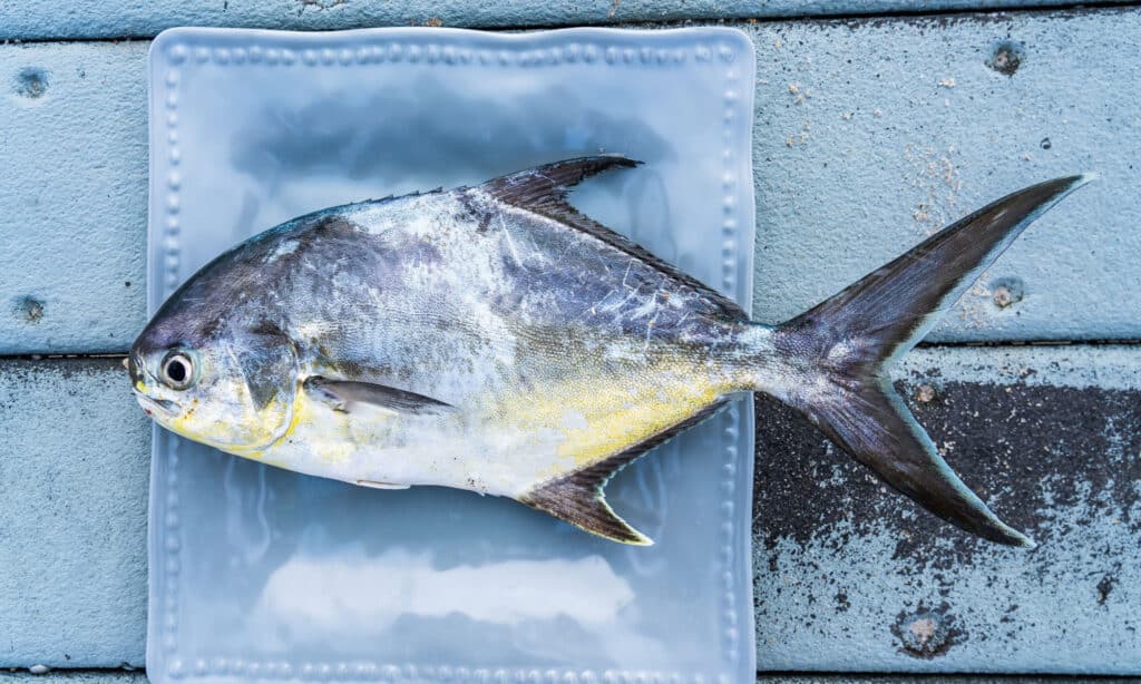 pesce pompano giallo