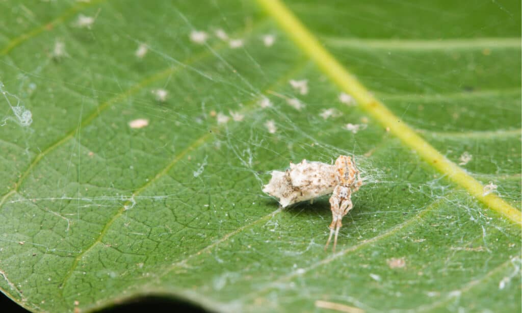 tessitore di sfere piumate