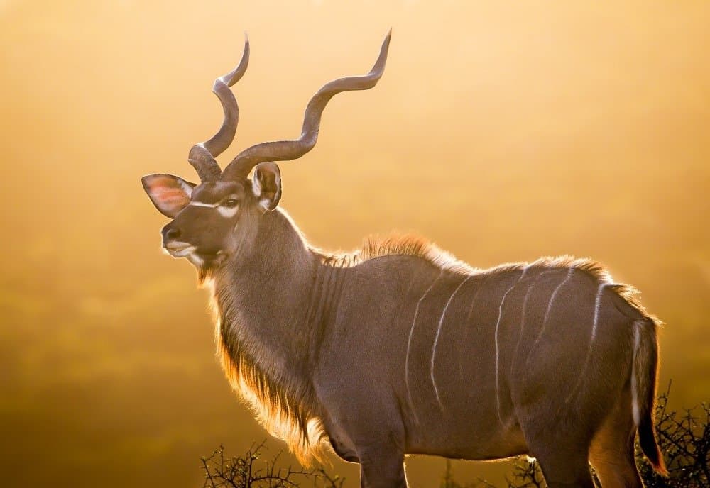 Impala contro Antilope