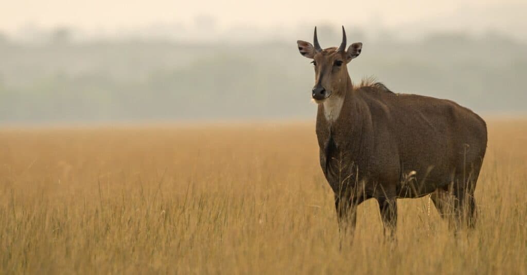 Impala contro Antilope