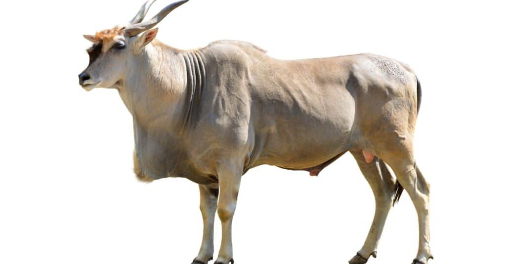 Impala contro Antilope