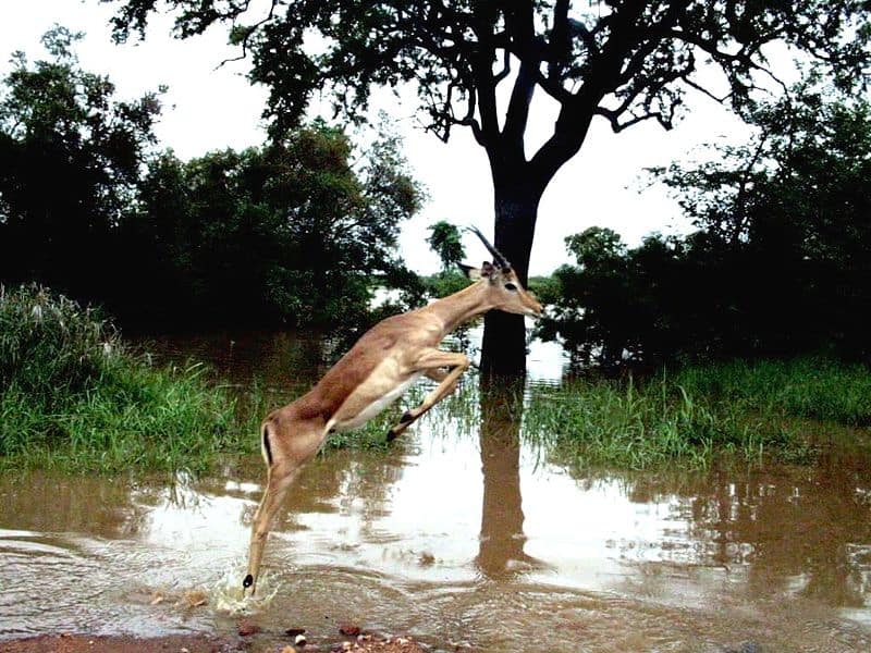 Impala contro Antilope