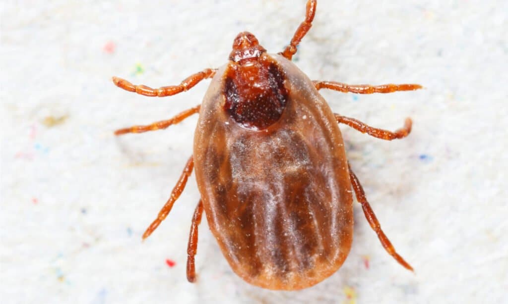 Close up femmina rhipicephalus sanguineus su carta riciclata.  Prendono il loro nome comune dal suo colore bruno-rossastro generale.