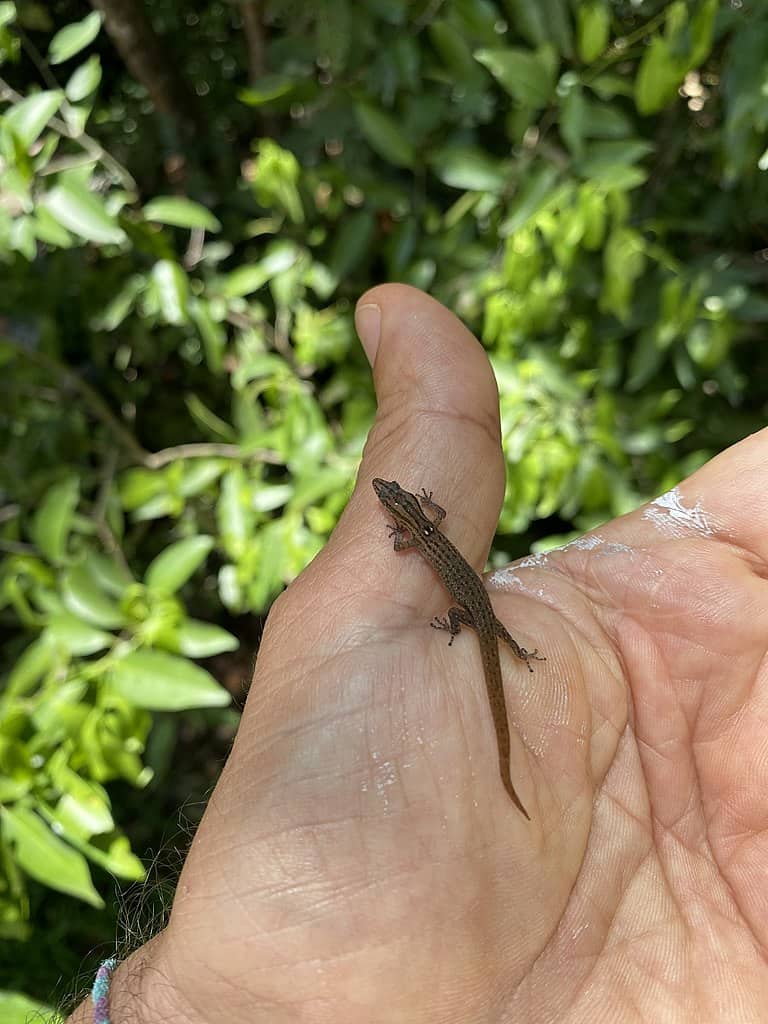 Geco della barriera corallina (Sphaerodactylus notus)