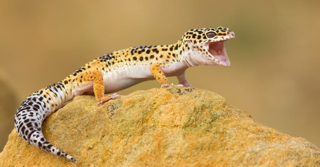 I migliori animali per bambini