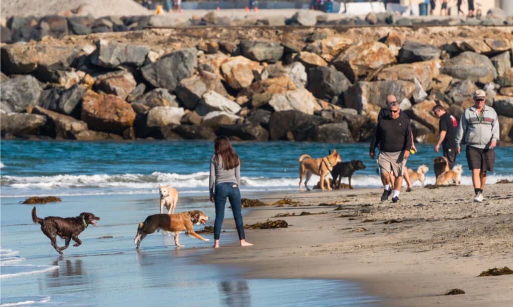 Dog Park Series - Intestazione di San Diego