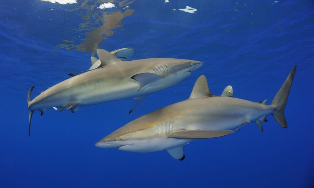 Squalo seta (Carcharhinus falciformis)