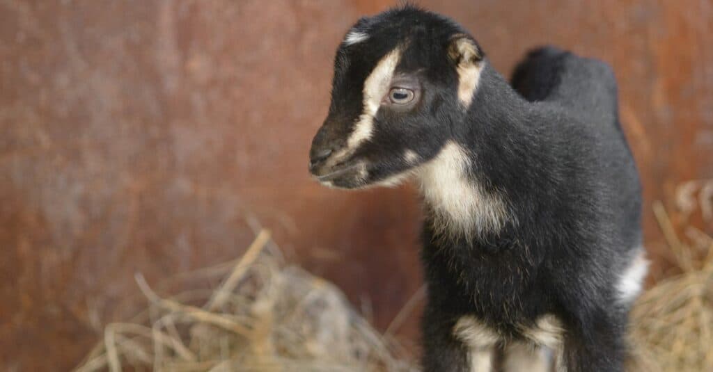 Un bambino giovane capra LaMancha in piedi nel fieno.
