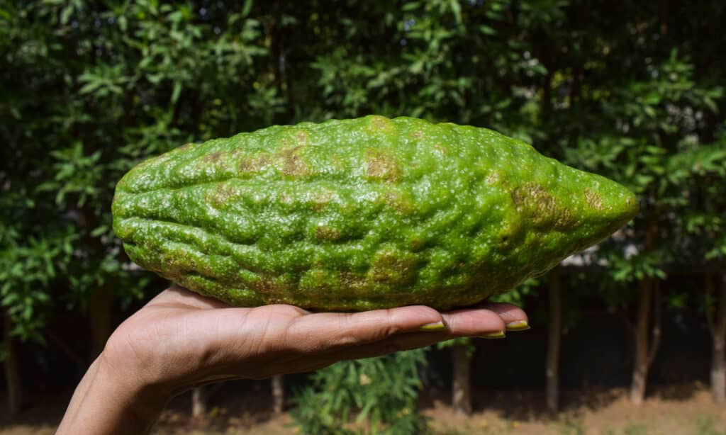 Cedro