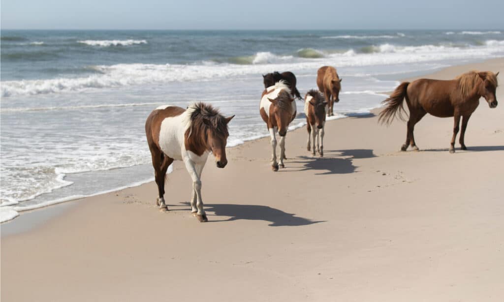 Spiaggia nazionale dell'isola di Assateague