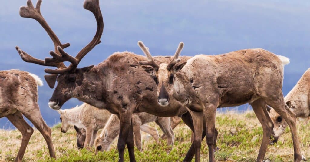 Allevamento di caribù nella tundra alpina nello Yukon, Canada.