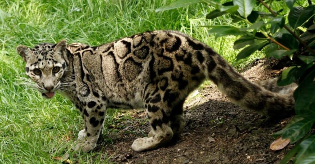 Tipi di gatti Jaguar - Leopardo nebuloso