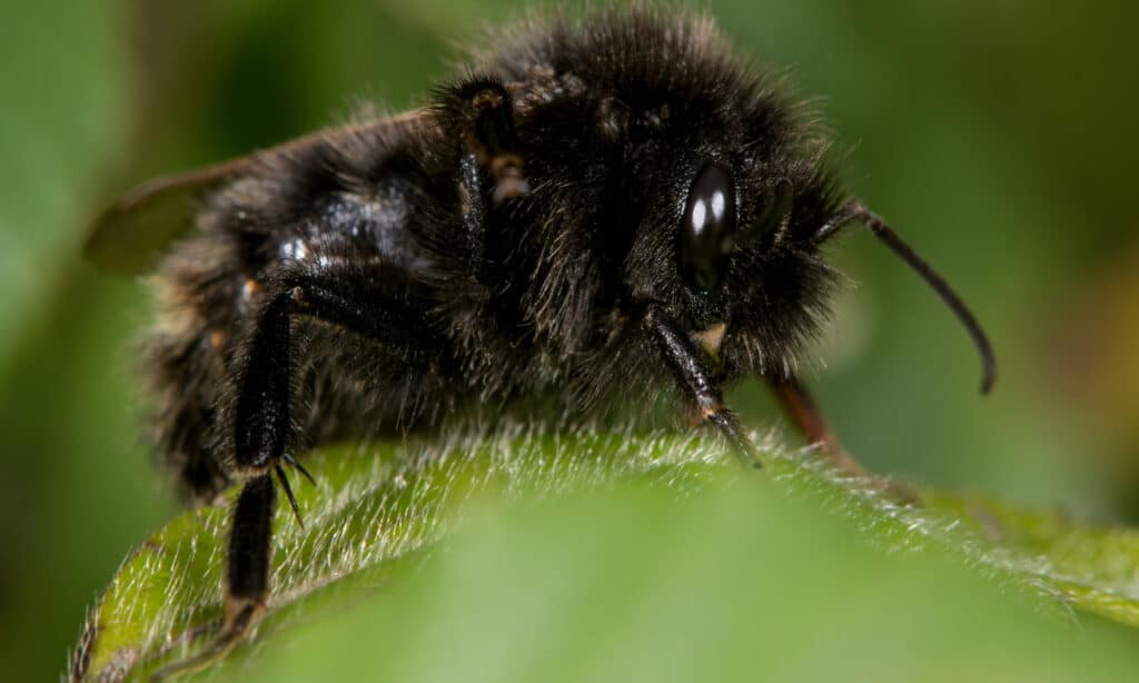 Ape cuculo campestre (Bombus campestris)