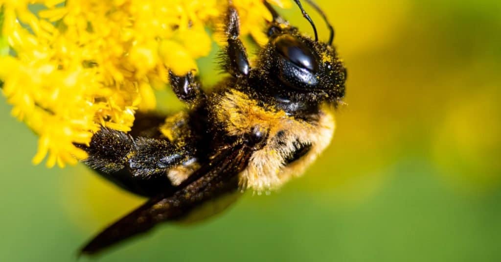Il calabrone è una delle api più comuni trovate nel Michigan