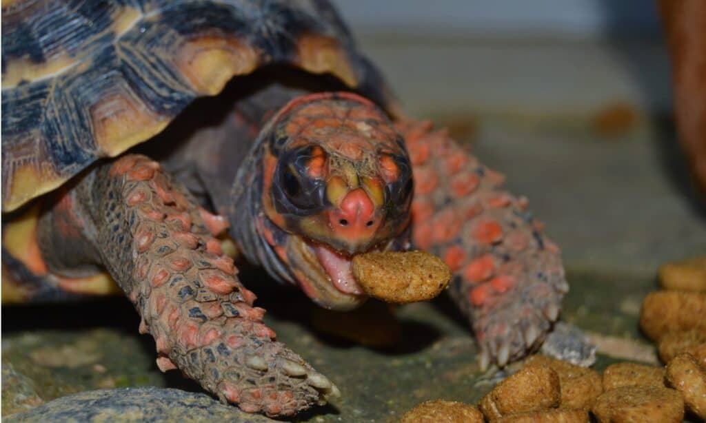 Il guscio della tartaruga dai piedi rossi è per lo più nero, con segni rossi su piedi, gambe e testa.