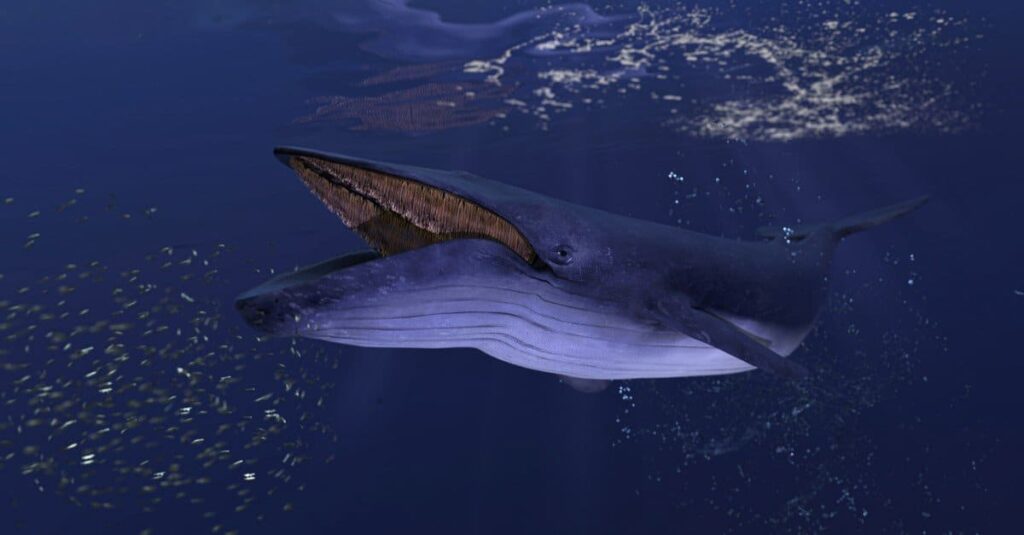 Cosa mangiano le balene blu