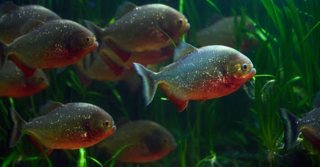 Banco di pesci Piranha sott'acqua